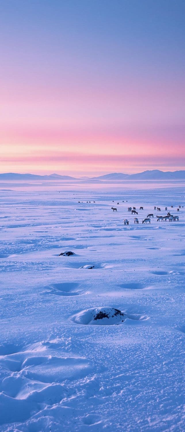 Snowy Tundra Twilight