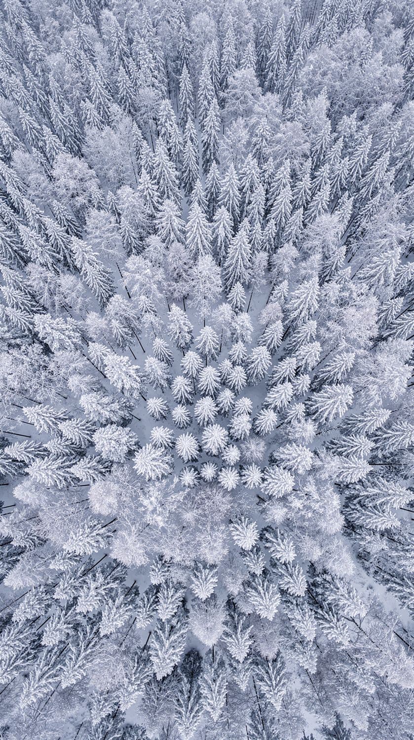 Snowy Forest Canopy