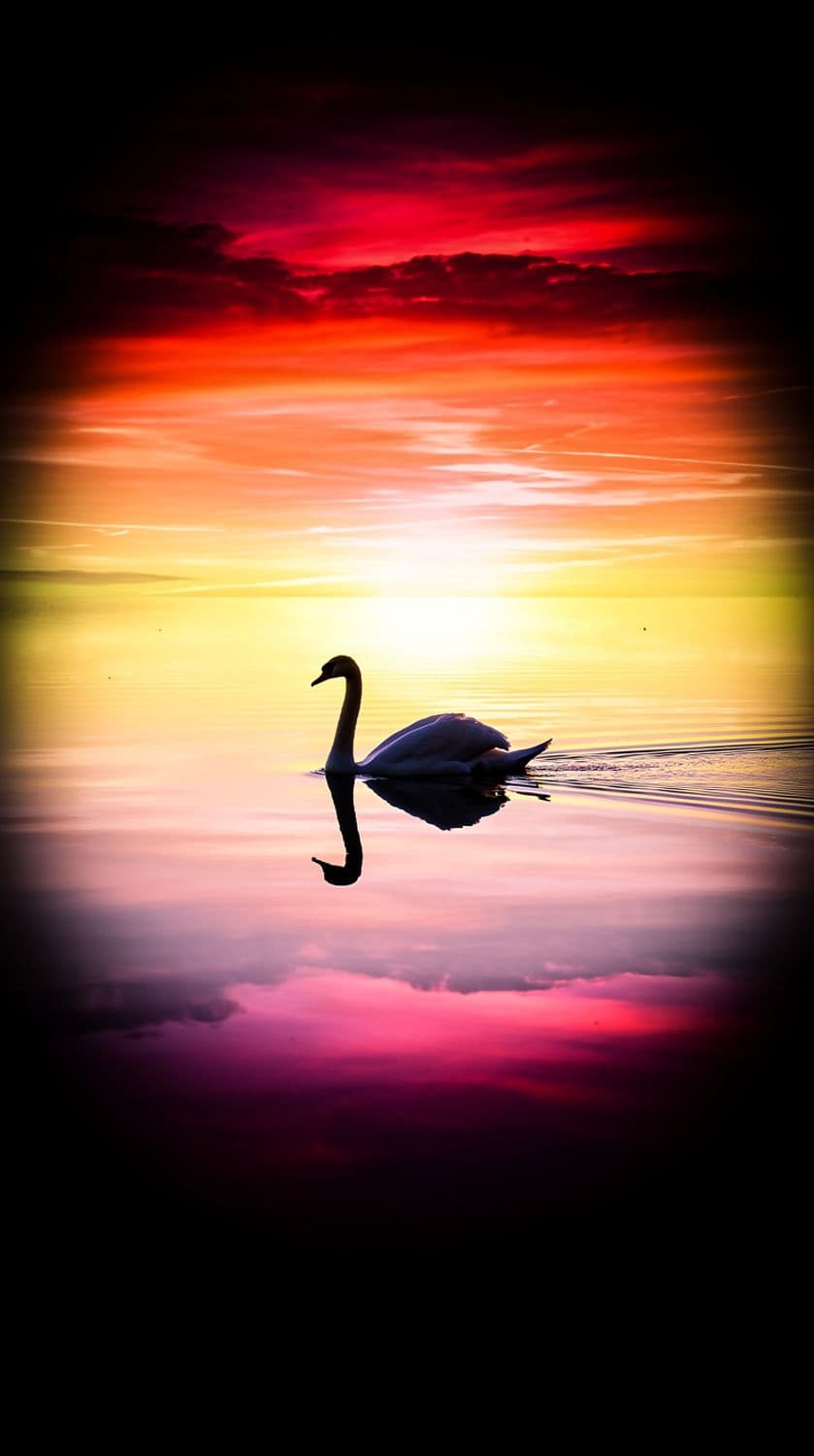 Swan at Sunset
