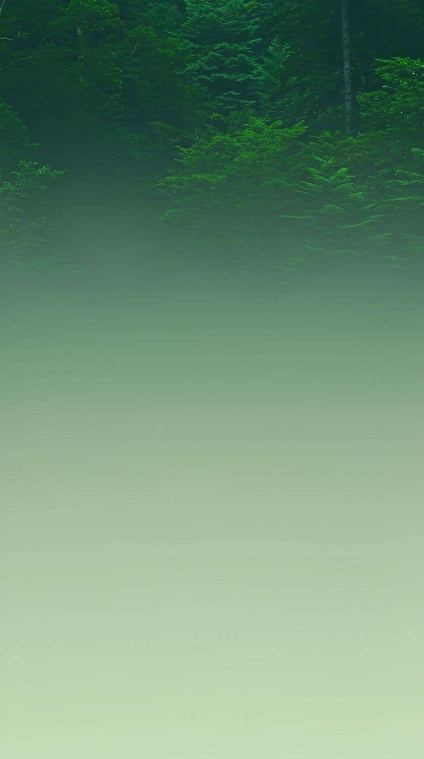 Forest Canopy